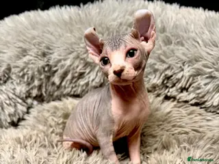 Sphynx cats TICA Reg Sphynx Kittens, Extensive Genetic Testing - Advert 10
