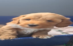 Cockapoo dogs for sale: Beautiful toy cockapoos - Image 6