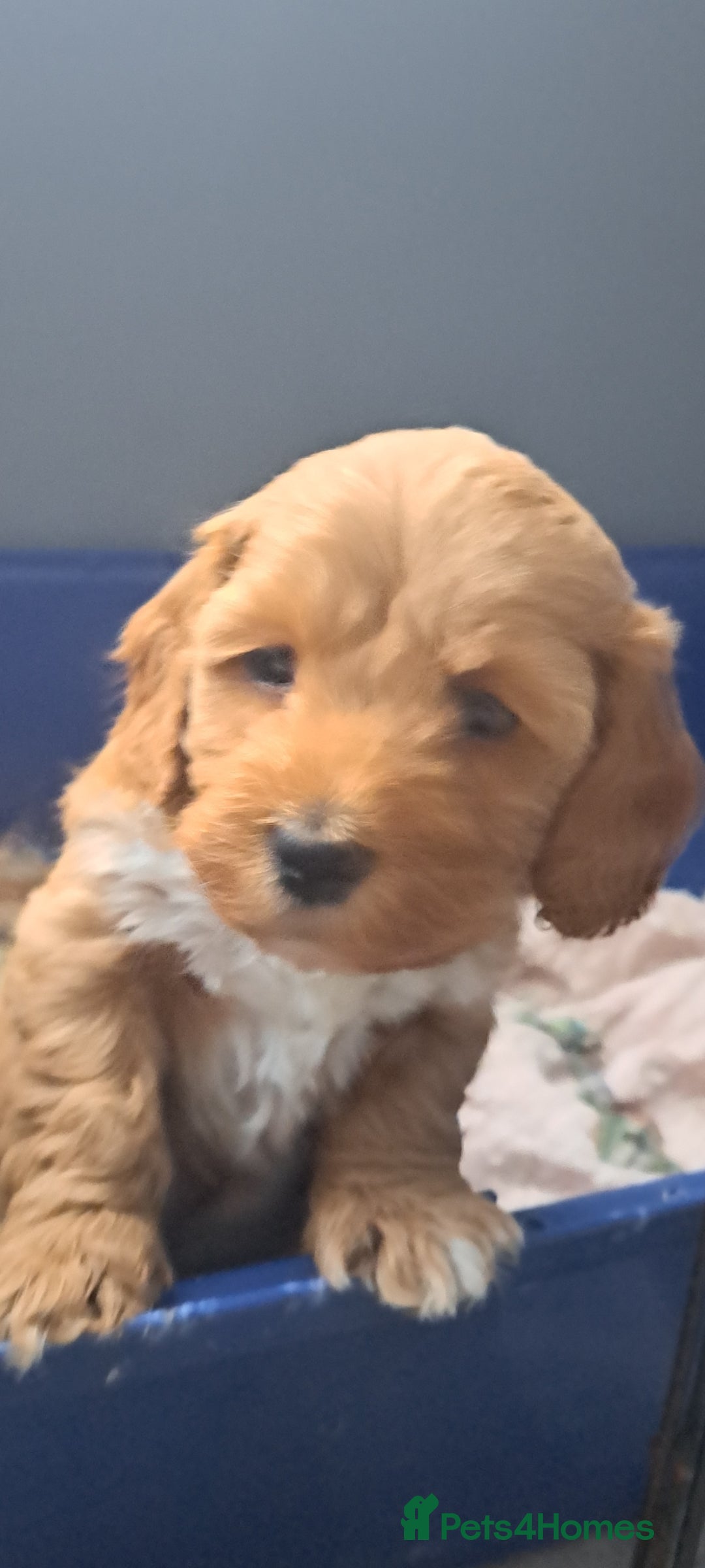 Cockapoo dogs for sale: Beautiful toy cockapoos - Image 6