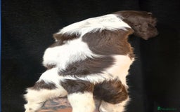 Cocker Spaniel dogs for sale: Cocker Spaniel puppies - Advert 8