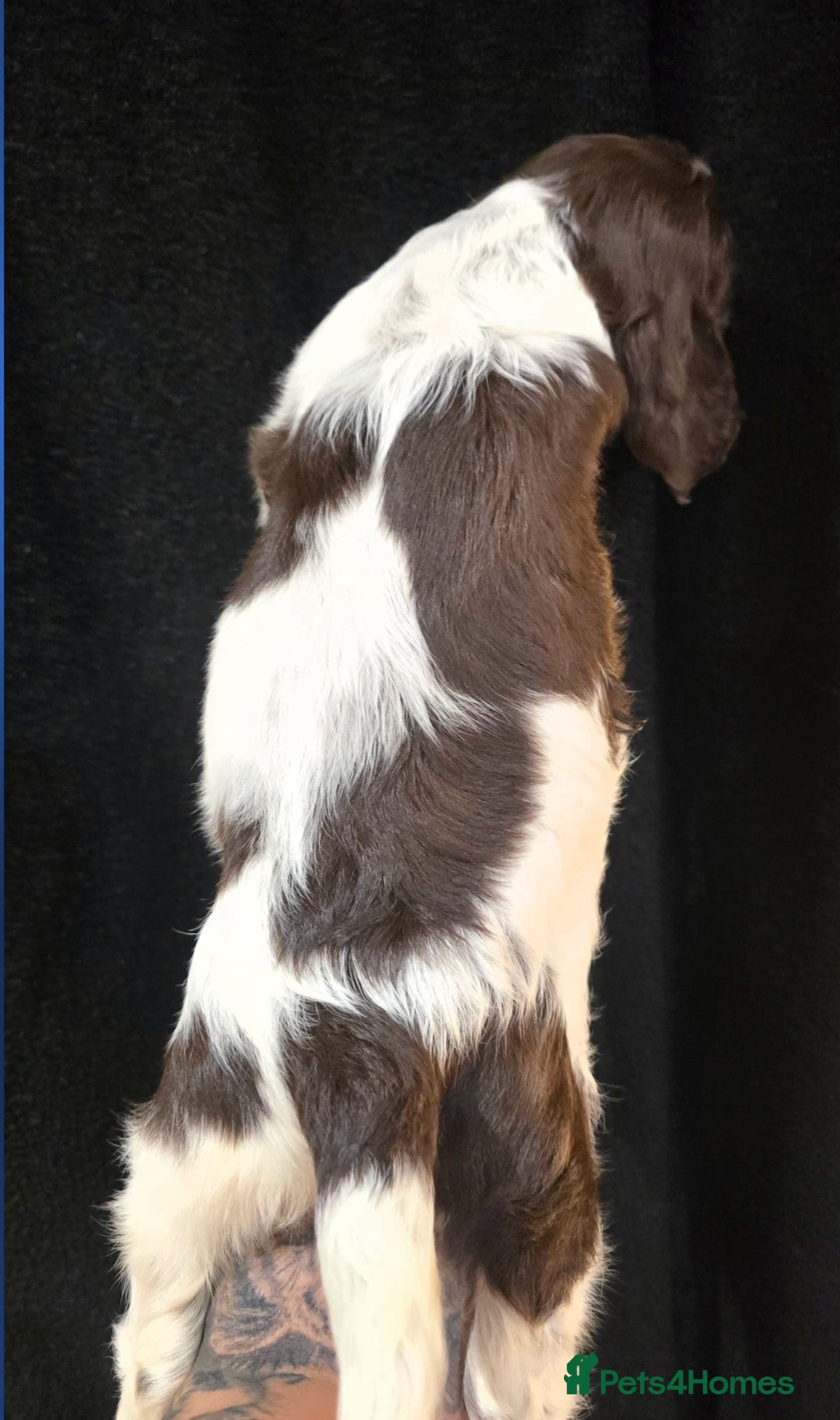 Cocker Spaniel dogs for sale: Cocker Spaniel puppies - Advert 8