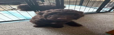 Cockapoo 2
