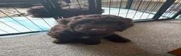 Cockapoo dogs for sale: Cockapoo puppies 🐶  - Advert 6