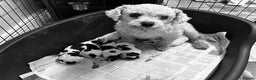 Cavachon dogs for sale: Outstanding F1 Cavachon puppies - Advert 2