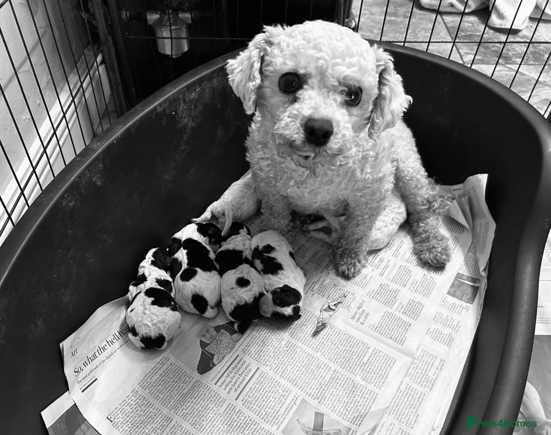Cavachon dogs for sale: Outstanding F1 Cavachon puppies - Advert 2