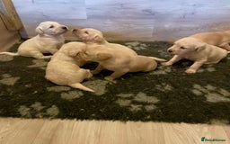 Goldendoodle dogs for sale: Goldendoodle puppies  - Image 2