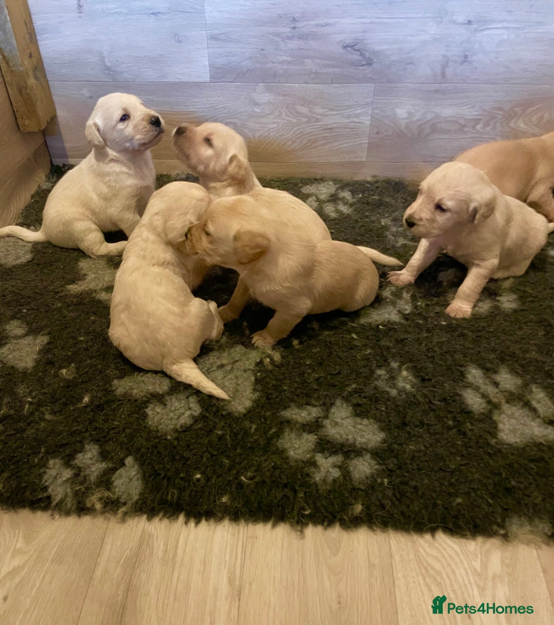 Goldendoodle dogs for sale: Goldendoodle puppies  - Image 2