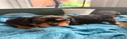 Cavapoochon dogs for sale: Cavalier King Charles Spaniel / Cavapooshon pups - Advert 15