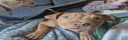 American Bull Staffy dogs for sale: Puppy for rehoming  - Advert 5