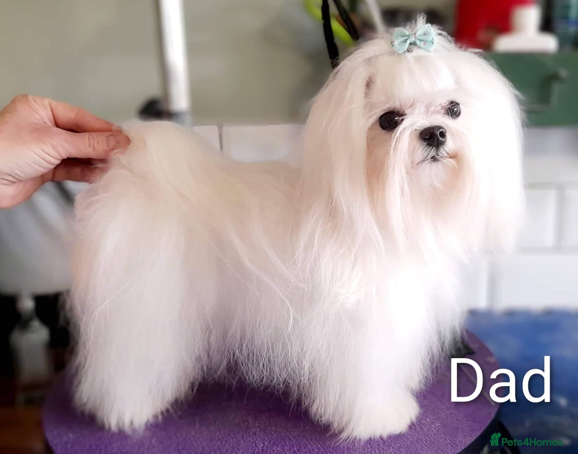 Maltese dogs Beautiful Tiny Maltese puppies  - Advert 2