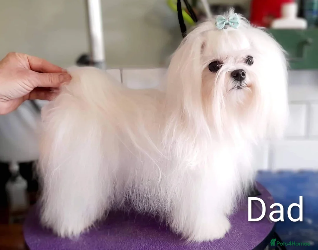 Maltese dogs for sale: Beautiful Tiny Maltese puppies  - Advert 2