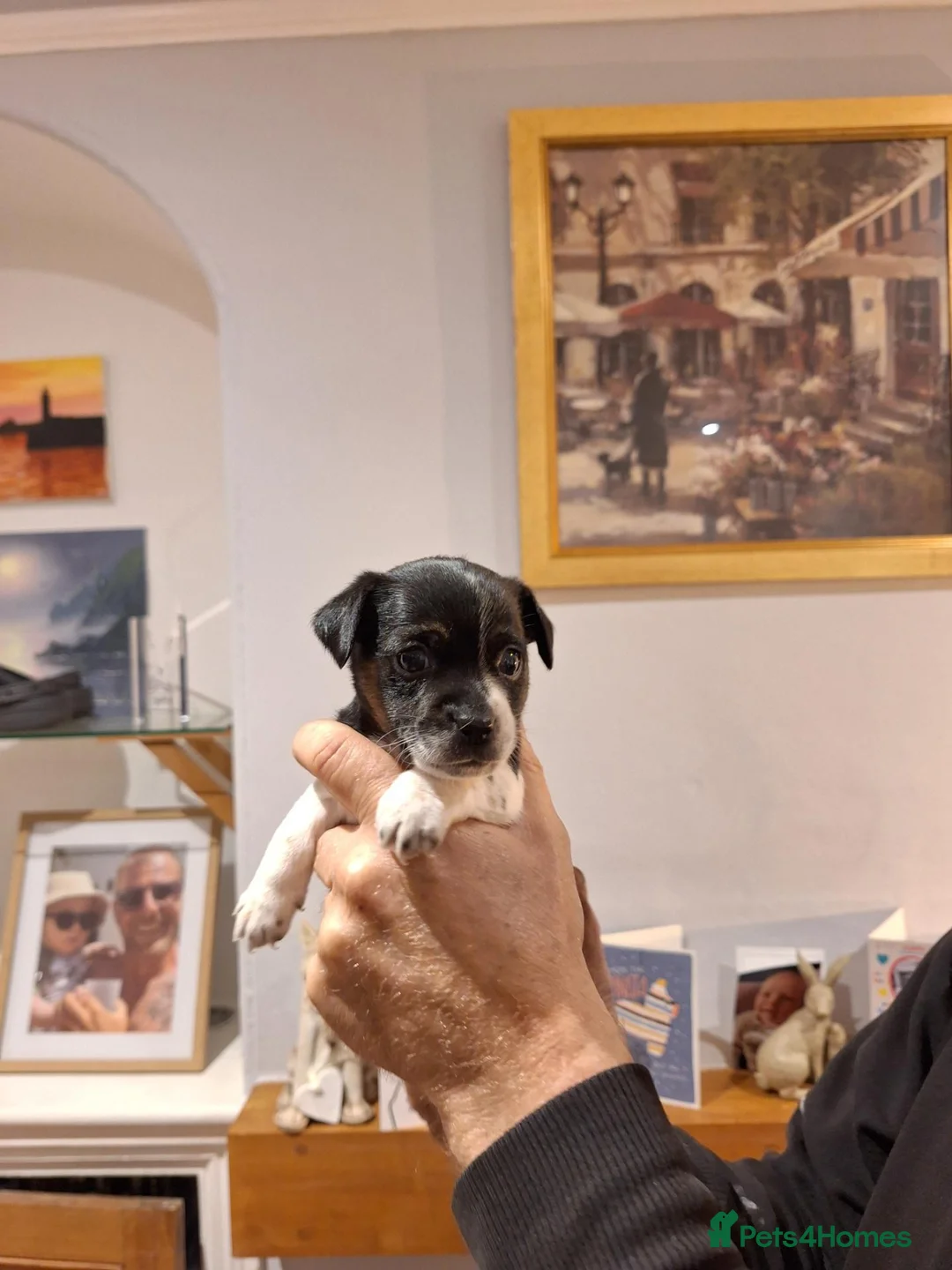 Mixed Breed dogs for sale: Mum jack russell dad jack russell cross dachshund  in Penzance - Advert 4