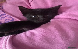 Mixed Breed cats for sale: 5 mixed breed kittens - Image 4