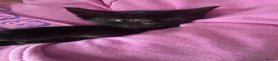 Mixed Breed Kitten 2