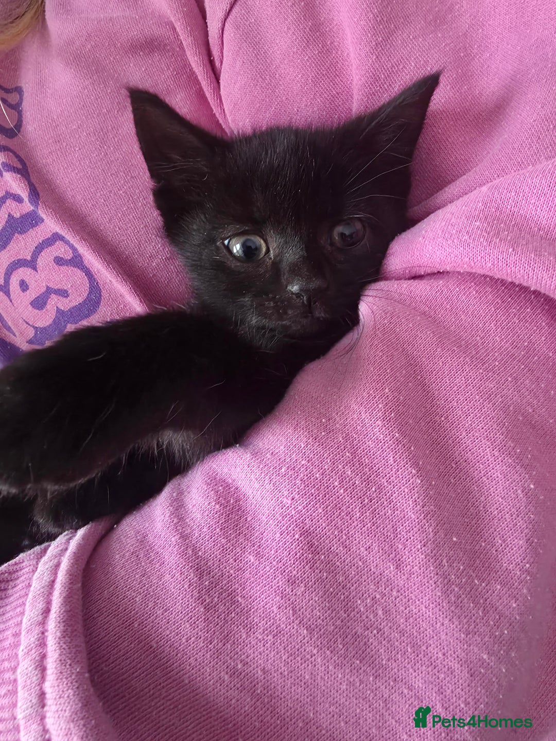 Mixed Breed cats for sale: 5 mixed breed kittens - Image 4