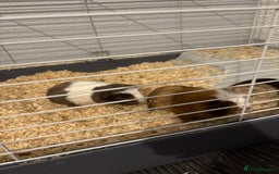 Guinea Pig rodents for sale: Two male Ginny pigs  - Image 3