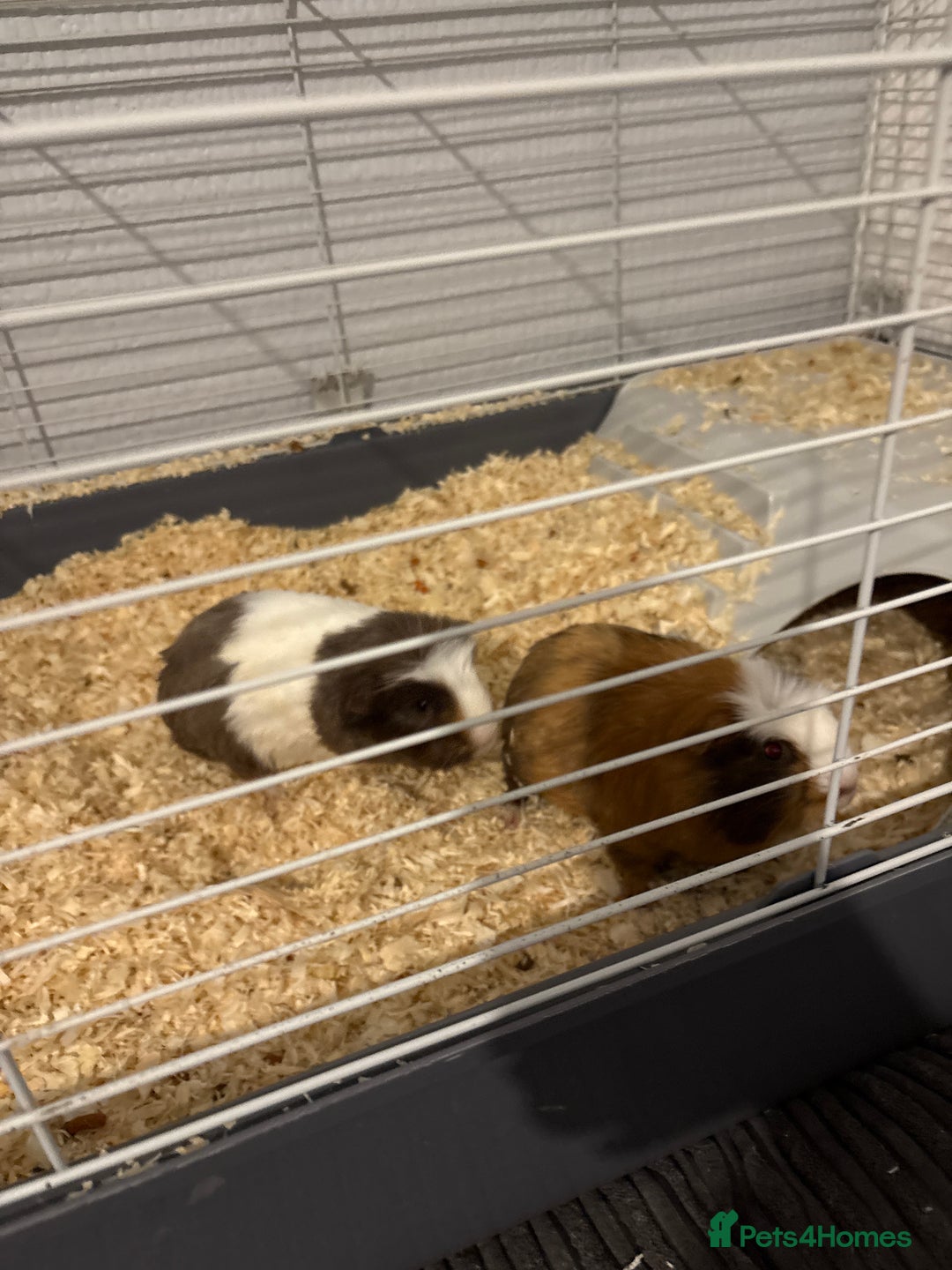Guinea Pig rodents for sale: Two male Ginny pigs  - Image 3