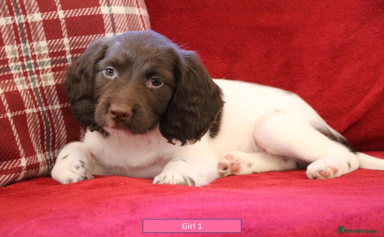 English Springer Spaniel dogs - Advert 4