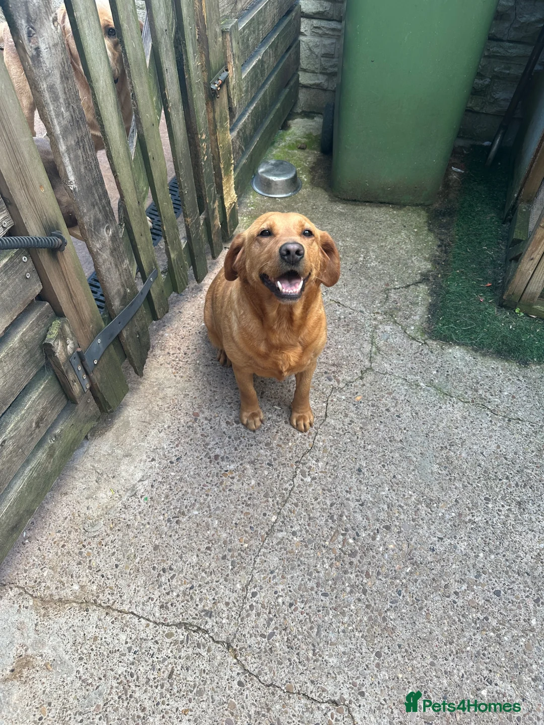 Labrador Retriever dogs for sale: Female Labrador Retriever for Sale 6 years old  - Advert 1
