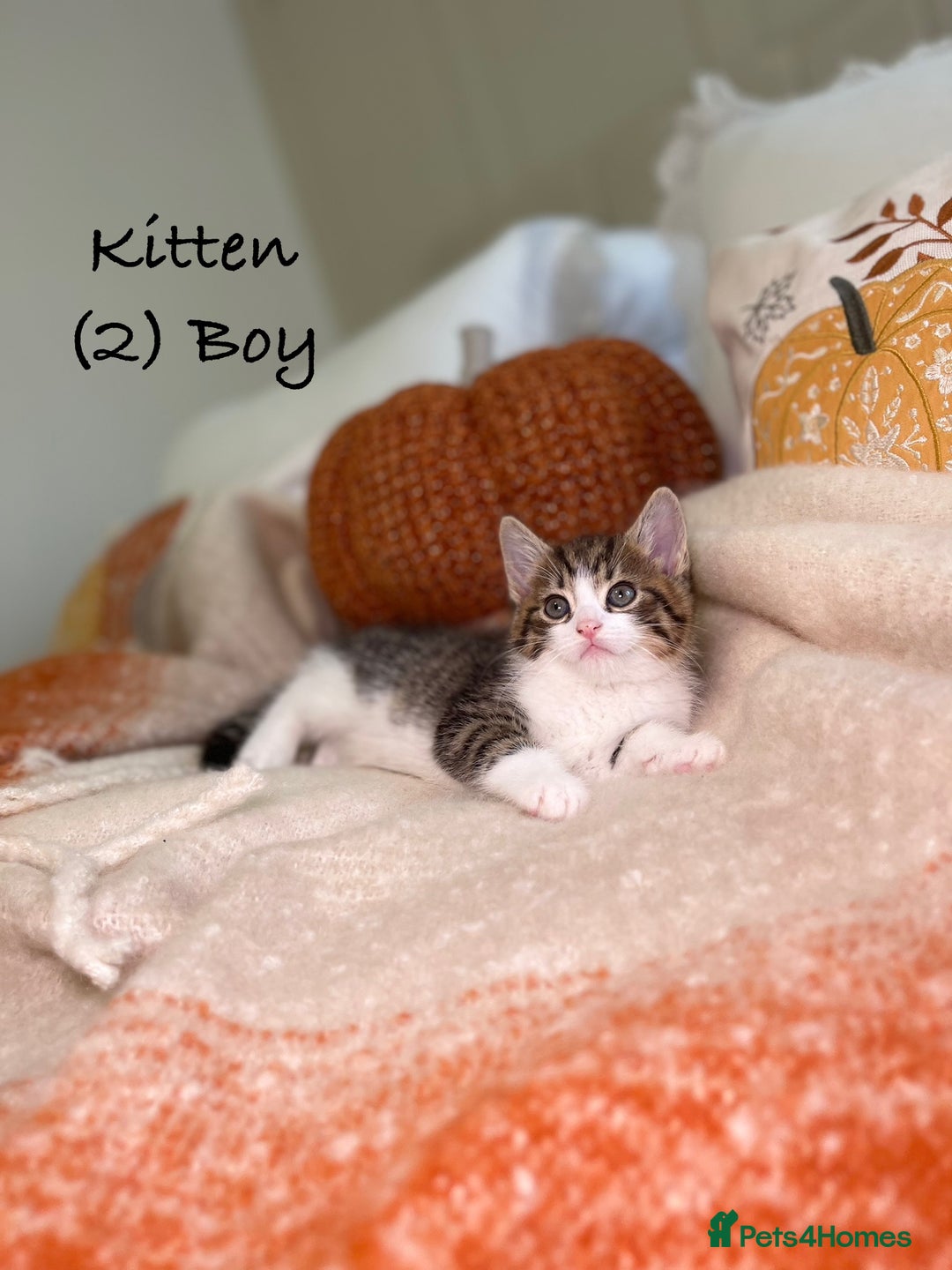 Mixed Breed cats for sale: Stunning kittens 8 weeks old ready now  - Image 9