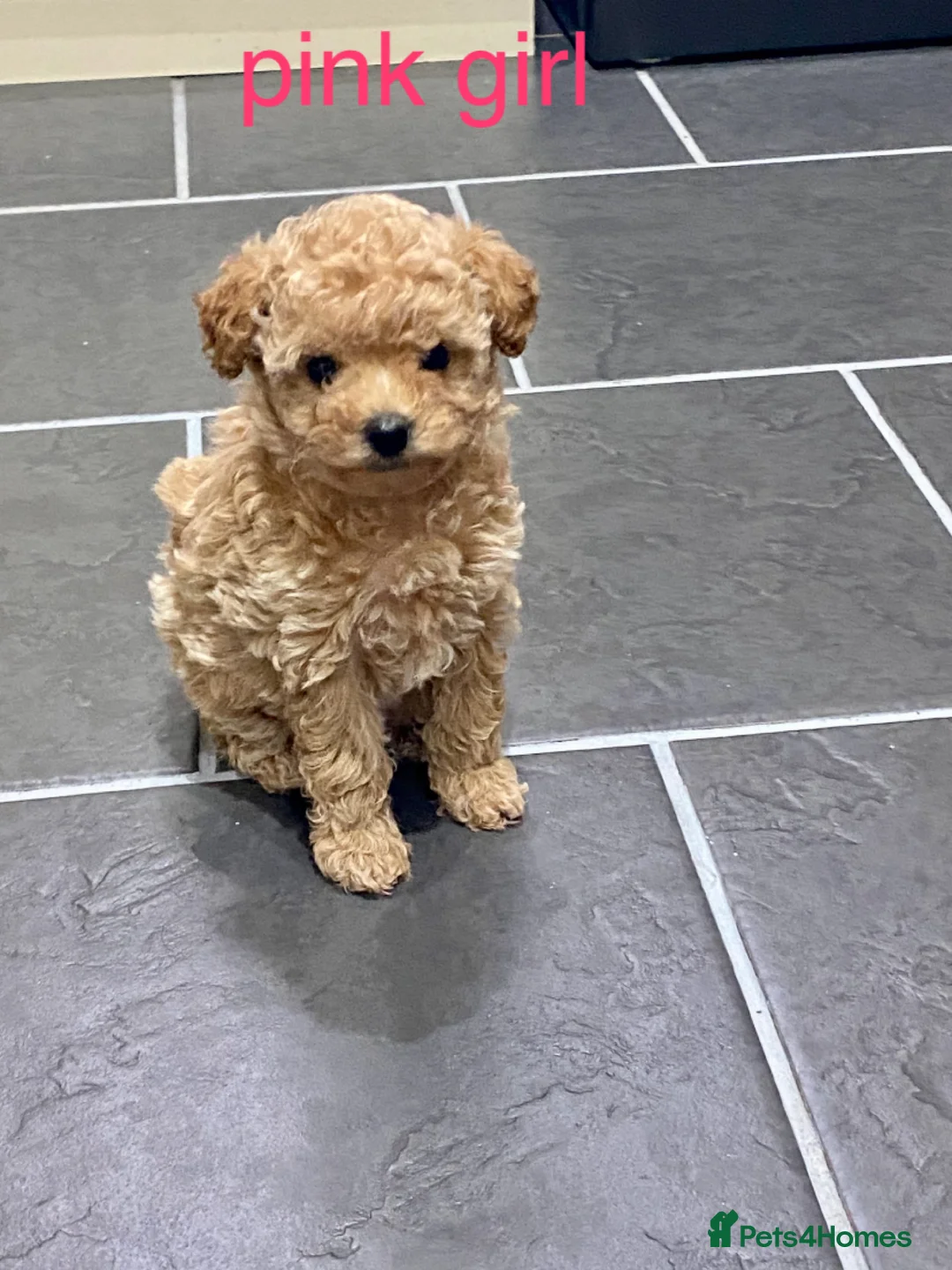 Poochon dogs for sale: ♥️RARE Tiny Asian Toy poodle Xx Toy Poochon ♥️ - Advert 14