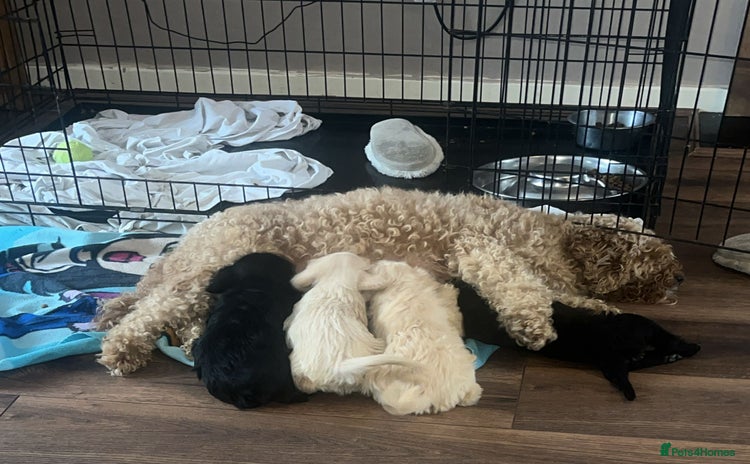 Mixed Breed dogs - Advert 2