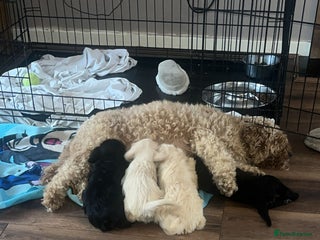 Mixed Breed dogs - Advert 34