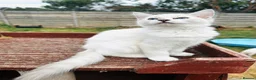 Ragdoll cats for sale: GCCF Ragdoll female  - Advert 6