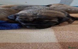 Mastiff dogs for sale: KC English Mastiff puppies - Image 9