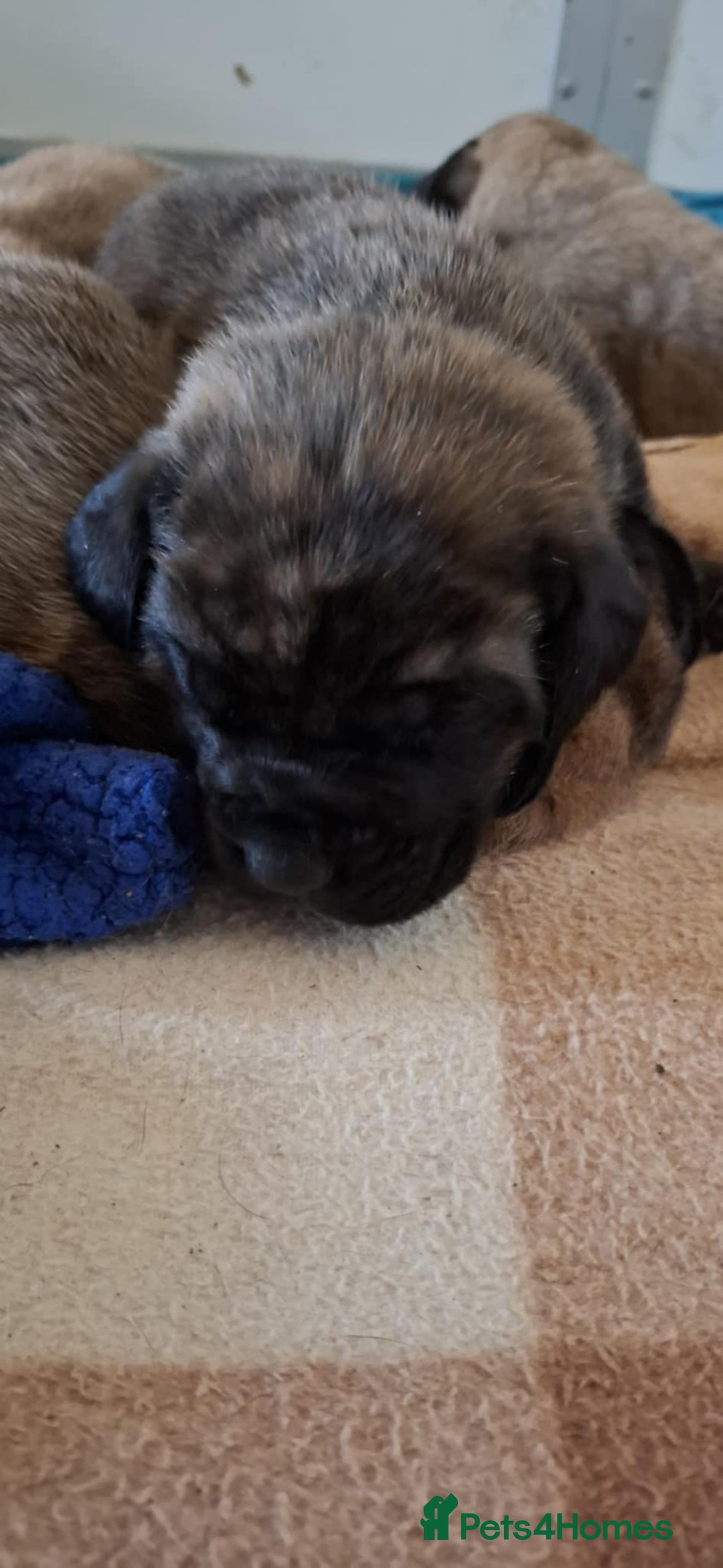 Mastiff dogs for sale: KC English Mastiff puppies - Image 9