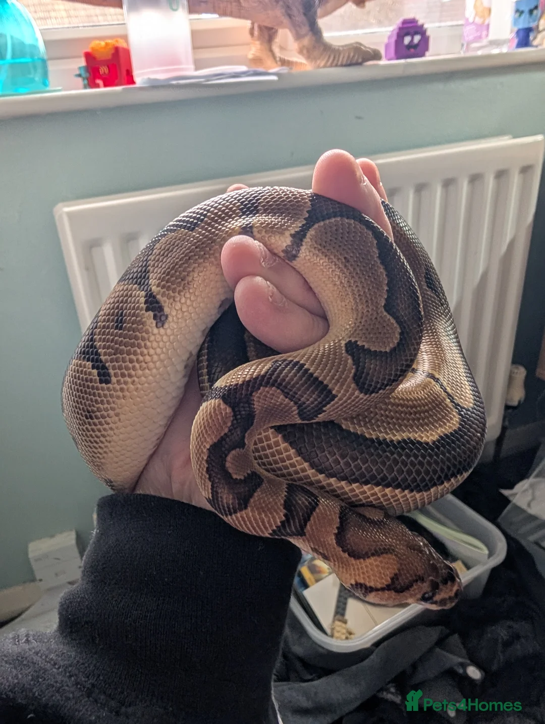 Python Snake reptiles for sale: Clown Royal Python male - Advert 2