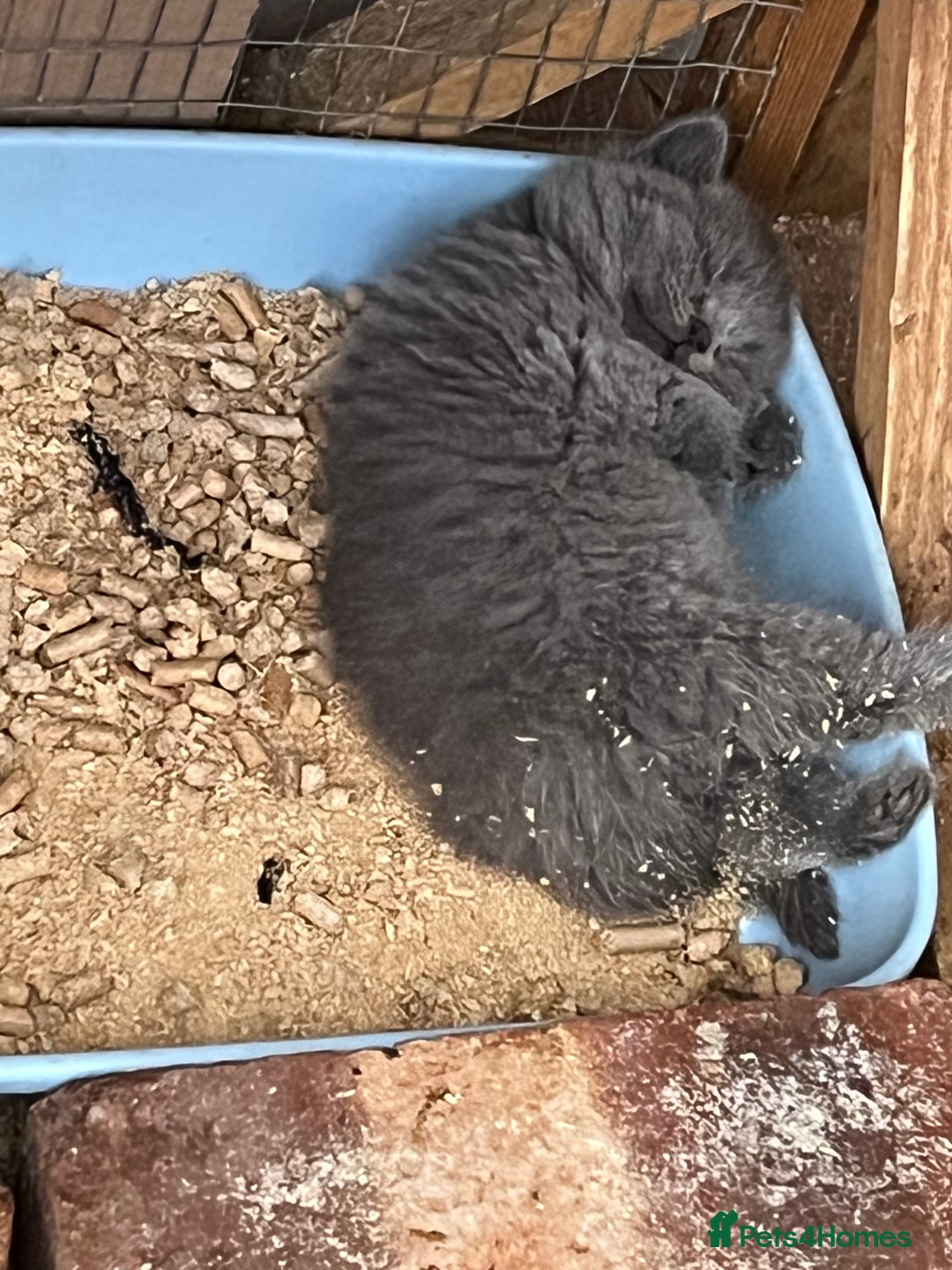 British Shorthair cats for sale: British shorthair  - Image 8