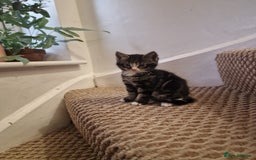 Mixed Breed cats for sale: Kittens ready to find homes - Image 10