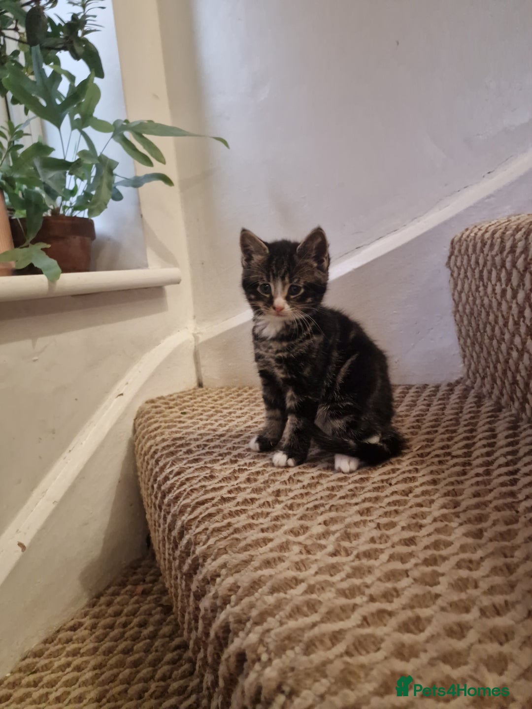 Mixed Breed cats for sale: Kittens ready to find homes - Image 10