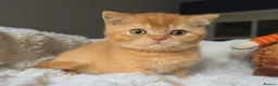 British Shorthair cats for sale: Champion Lines British Shorthair Kittens  - Advert 10
