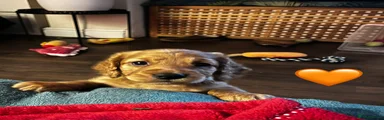 *Cockapoo 🧡 