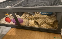 Hamster rodents for sale: Syrian hamster - Image 5