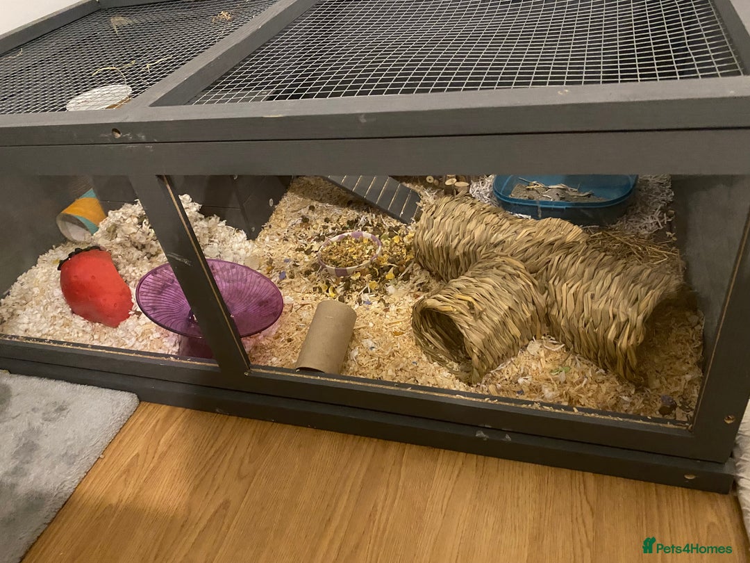 Hamster rodents for sale: Syrian hamster - Image 5