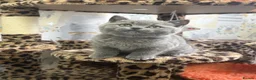 British Shorthair cats for sale: Ch sired GCCF Reg British shorthairs  - Advert 5