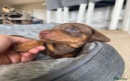 Miniature Dachshund dogs for sale: Truly Purebred Miniature Dachshunds puppies - Image 6