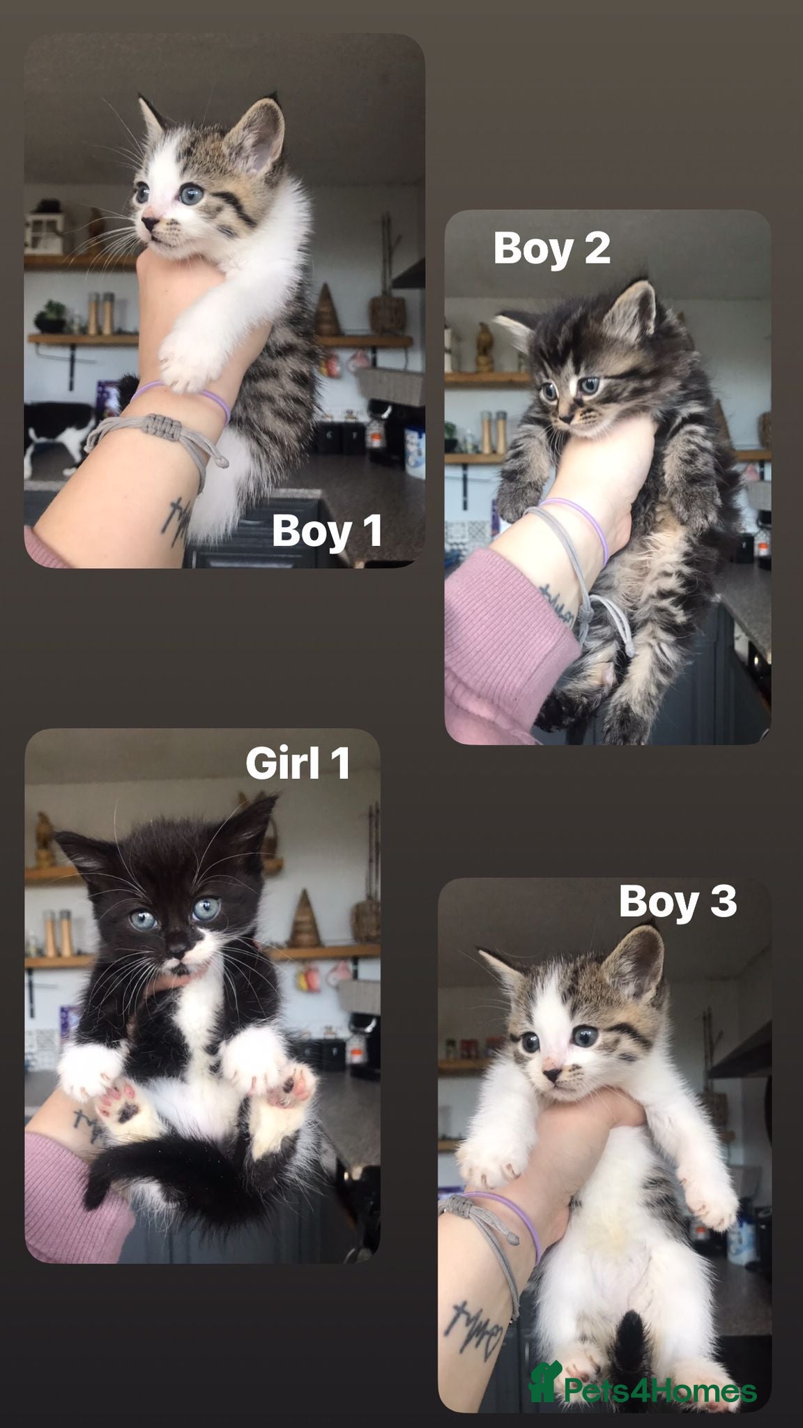 Mixed Breed cats 4 ragdoll cross mackerel tabby kittens  - Advert 1