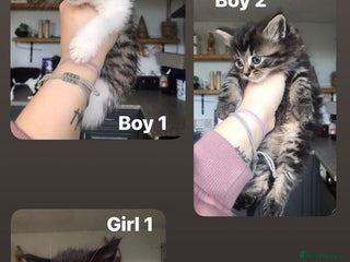 Mixed Breed cats 4 ragdoll cross mackerel tabby kittens - Advert 1