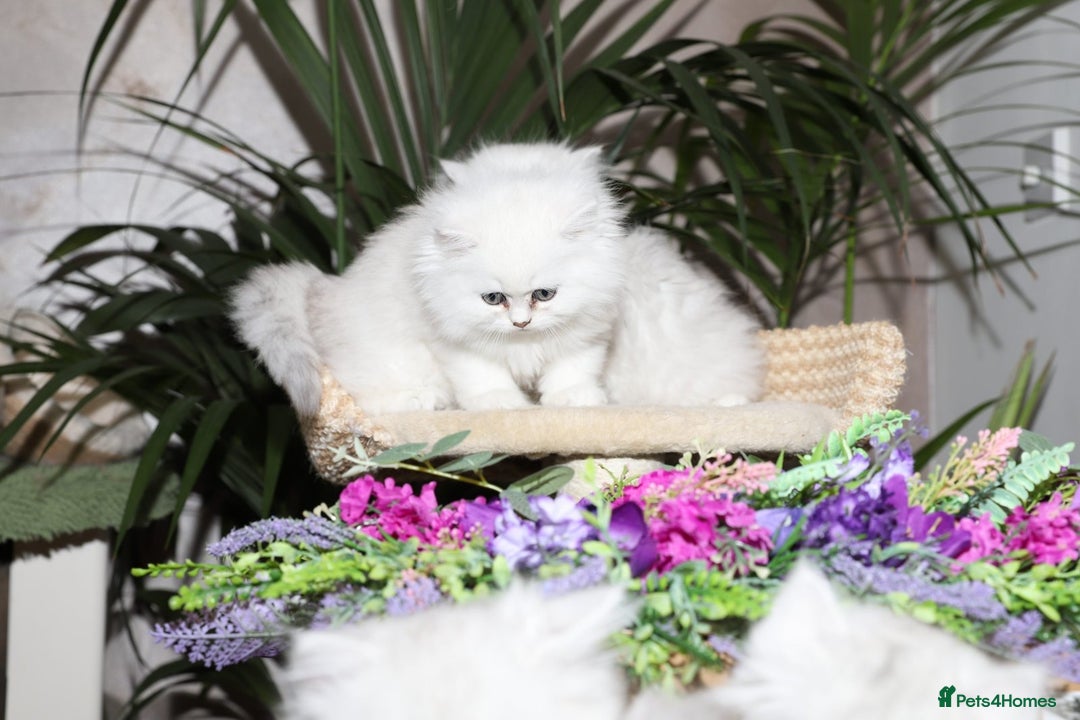 Persian cats for sale: Stunning Chinchilla Persian Kittens-Ready to go 💕 - Advert 3