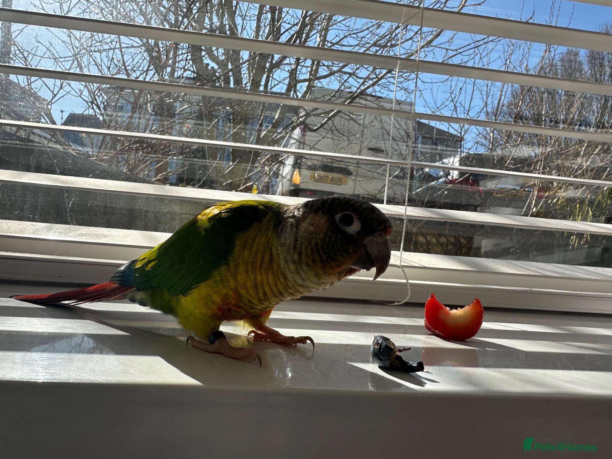 Conures birds Green cheek conure - Advert 9