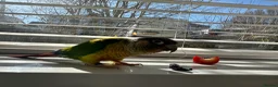Conures birds for sale: Green cheek conure in Paignton - Advert 1