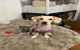 Mixed Breed dogs for sale: Miniature Jackweenie Puppy For Sale  - Image 1