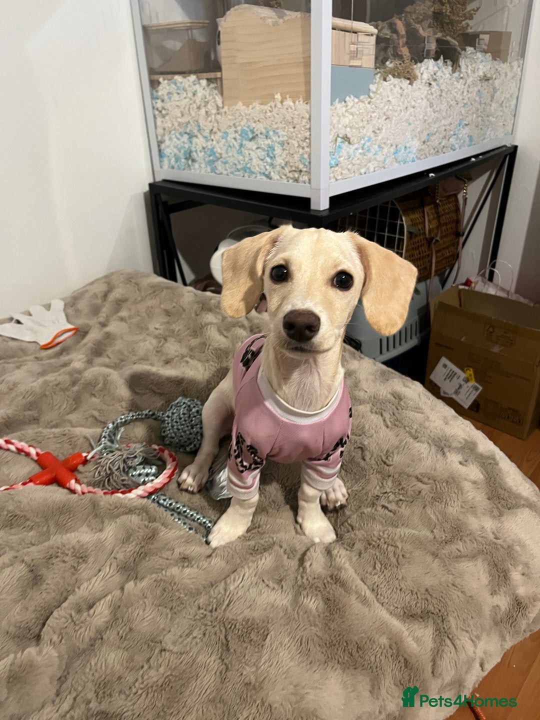 Mixed Breed dogs for sale: Miniature Jackweenie Puppy For Sale  - Image 1