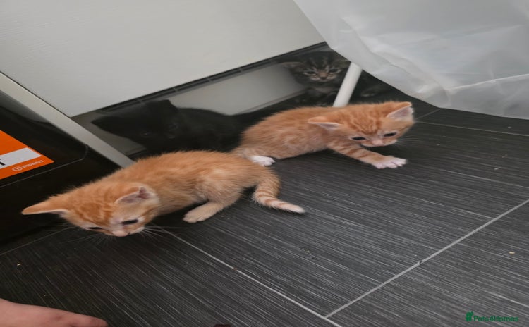 Mixed Breed cats - Advert 7