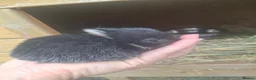 Netherland Dwarf rabbits for sale: Netherland Dwarf babies  - Advert 1