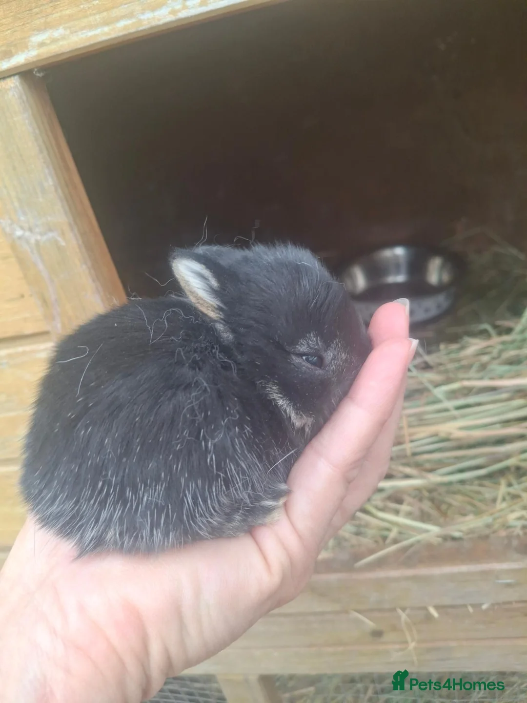 Netherland Dwarf rabbits for sale: Netherland Dwarf babies  - Advert 1